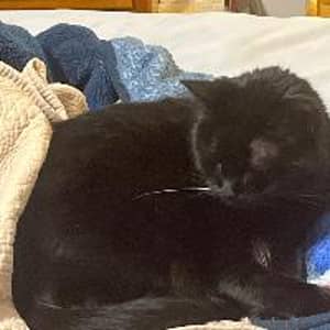 Sitter Profile Image: Andrew C.