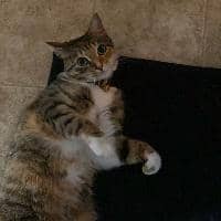 Sitter Profile Image: Ashley C.