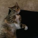 Sitter Profile Image: Ashley C.