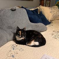 Sitter Profile Image: Andrew P.