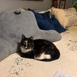 Sitter Profile Image: Andrew P.