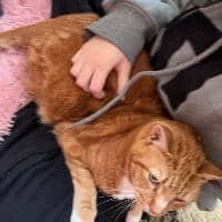 Sitter Profile Image: Leyla R.