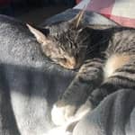 Sitter Profile Image: Nik C.