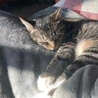 Sitter Profile Image: Nik C.