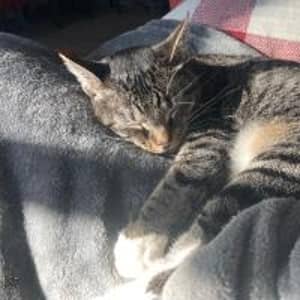 Sitter Profile Image: Nik C.