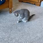 Sitterprofilbild: Johannah M.