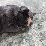 Photo de profil du pet sitter : Tammy C.