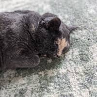 Photo de profil du pet sitter : Tammy C.