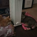 Sitter Profile Image: Beatriz M.