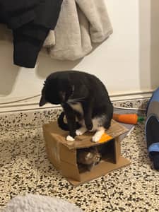 Sitter Profile Image: Carolina R.