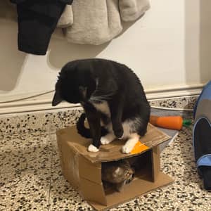 Sitter Profile Image: Carolina R.