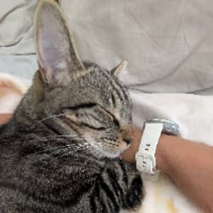 Sitter Profile Image: Tara R.