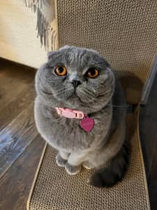 Sitter Profile Image: Haley & Alex Z.