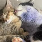 Sitter Profile Image: Joanna D.