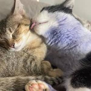 Sitter Profile Image: Joanna D.