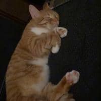 Sitter Profile Image: Luca H.