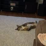 Sitter Profile Image: Kailani V.