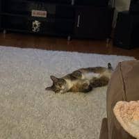 Sitter Profile Image: Kailani V.