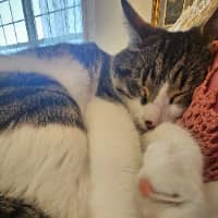 Sitter Profile Image: Trudy T.