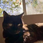 Sitter Profile Image: Shyla T.