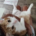 Sitter Profile Image: Ilaria C.