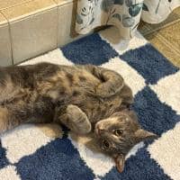 Sitter Profile Image: Cassidy A.