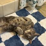 Sitter Profile Image: Cassidy A.