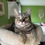 Sitter Profile Image: Rebecca J.