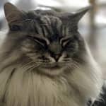 Sitter Profile Image: Merika S.