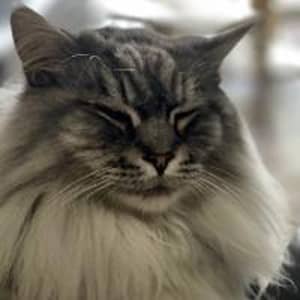 Sitter Profile Image: Merika S.