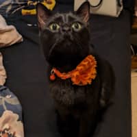 Sitter Profile Image: Trina T.