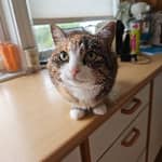 Sitter Profile Image: Bodil G.