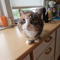 Sitter Profile Image: Bodil G.