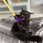 Sitter Profile Image: Chloé M.