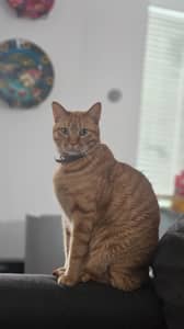 Sitter Profile Image: Zona H.