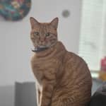 Sitter Profile Image: Zona H.