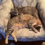 Sitter Profile Image: Heidi K.