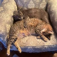 Sitter Profile Image: Heidi K.