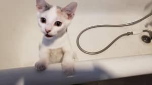 Sitter Profile Image: Amy S.