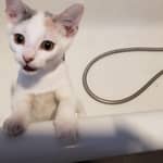 Sitter Profile Image: Amy S.