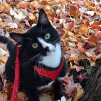 Sitter Profile Image: Marija E.