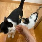 Sitter Profile Image: Raquel R.