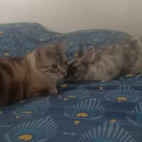 Sitter Profile Image: Chloé B.