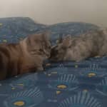 Sitter Profile Image: Chloé B.