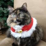 Sitter Profile Image: Sharon & James C.