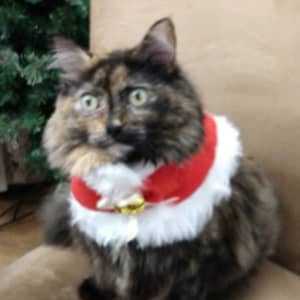 Sitter Profile Image: Sharon & James C.