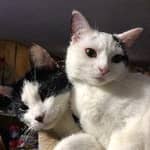 Sitter Profile Image: Mark D.