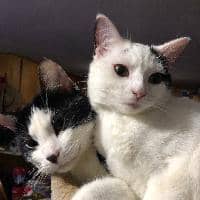 Sitter Profile Image: Mark D.