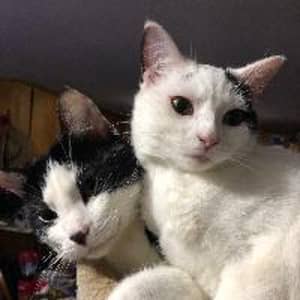 Sitter Profile Image: Mark D.