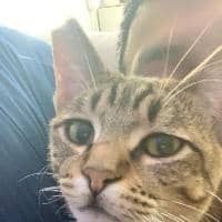 Sitter Profile Image: Kinan C.